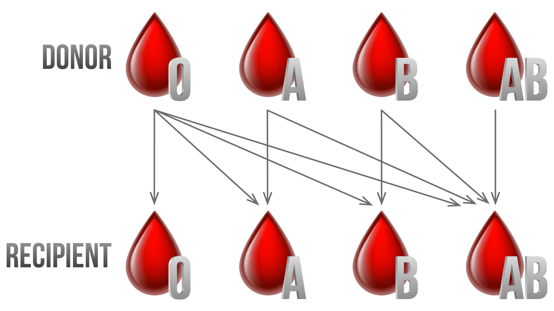 The different blood types