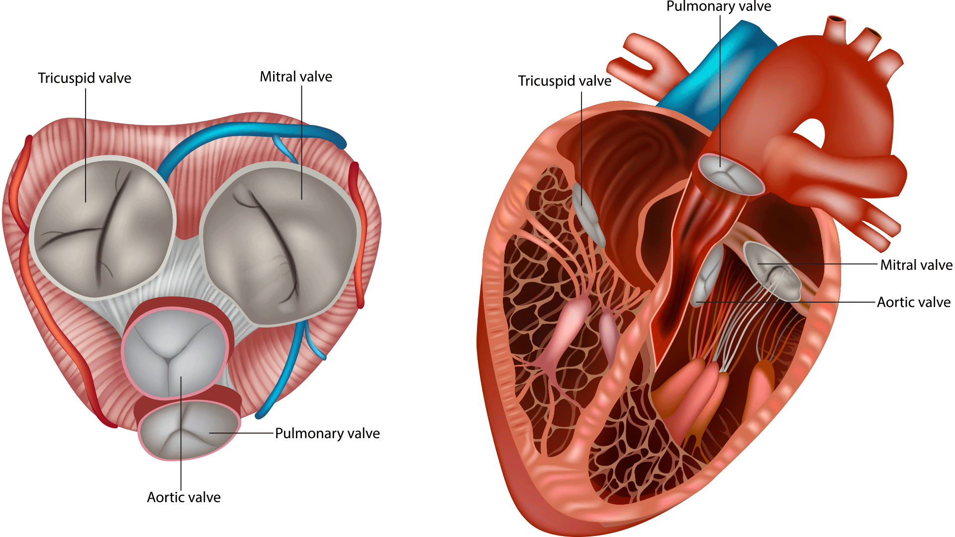 Hero-Heart-Valve-Types-Graphic heart valve types graphic