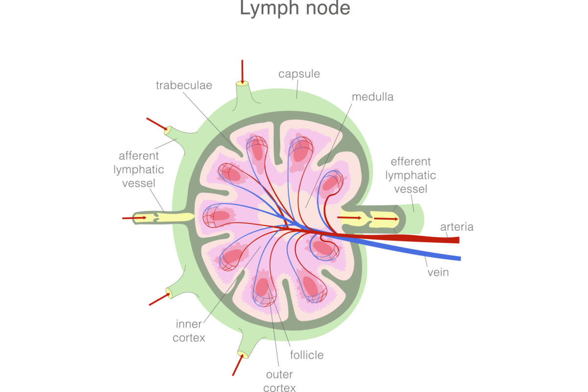 Lymphatic Cancer Signature Health Services
