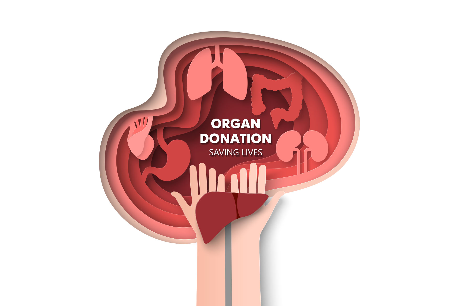 organ donation graphic