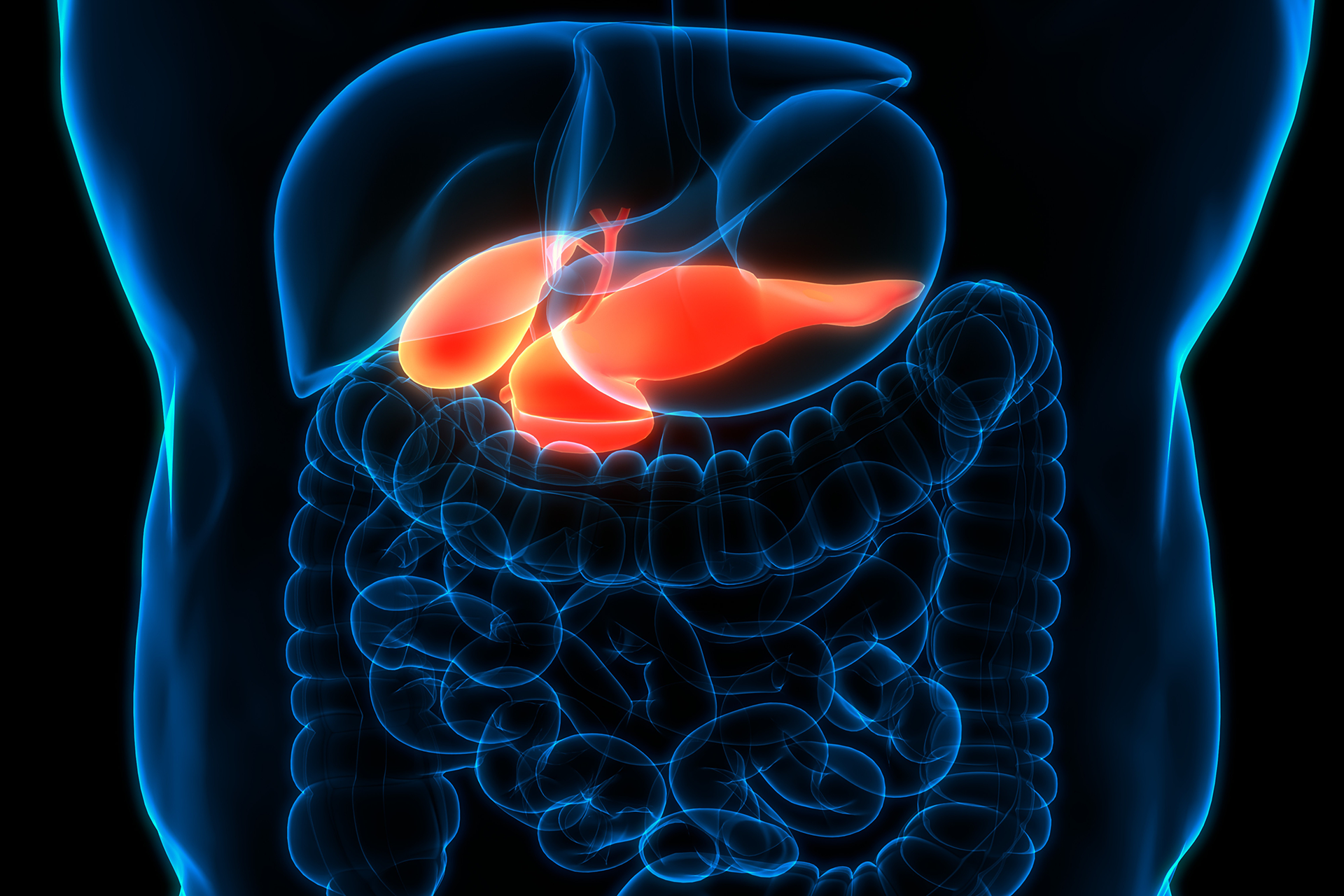 location of the pancreas