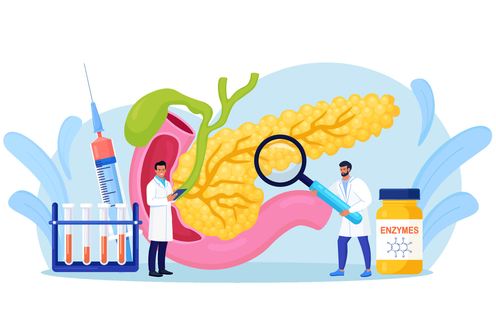 pancreas graphic