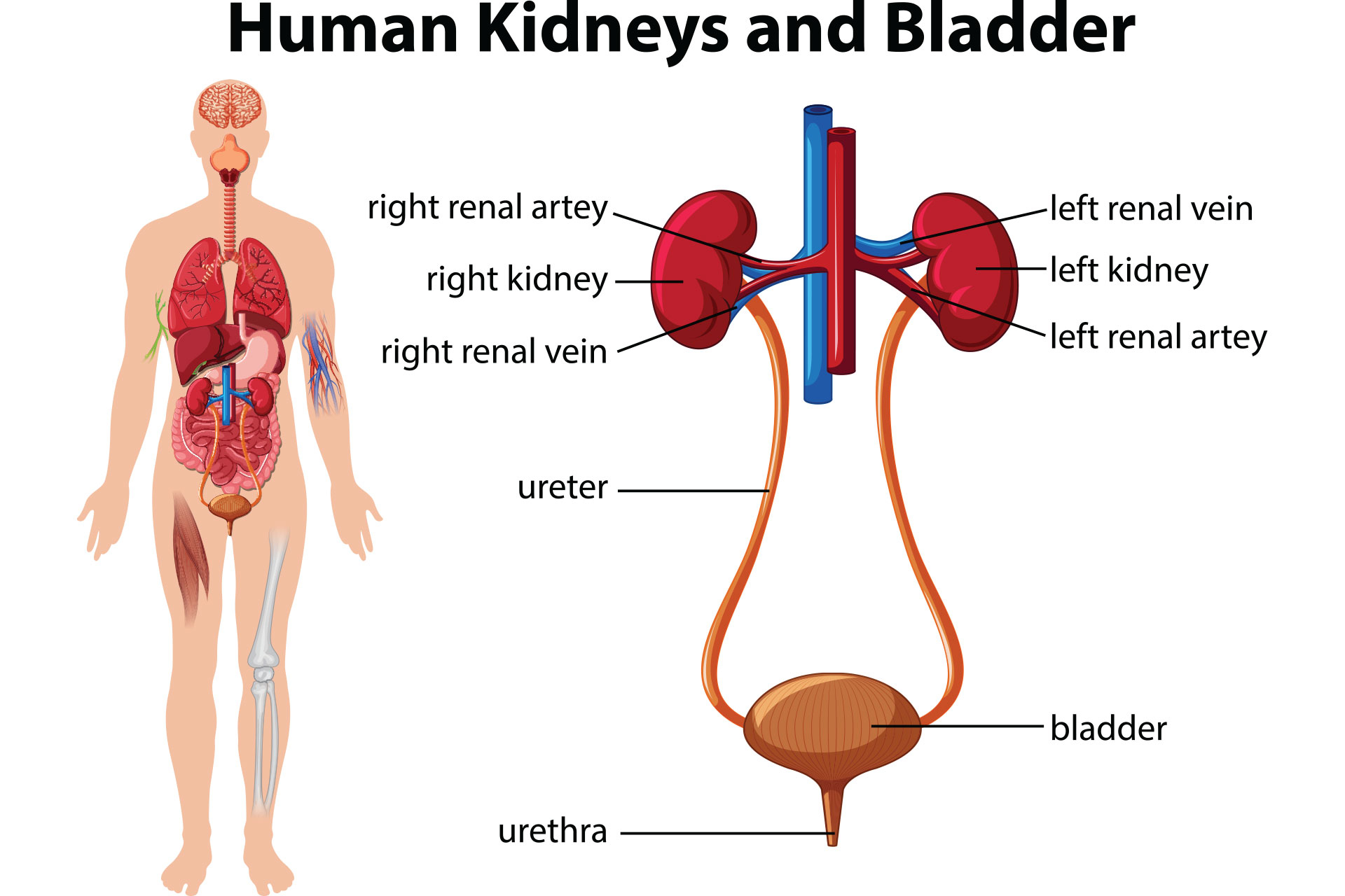 Graphic of the human kidneys and bladder